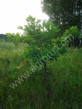 Деревья и кустарники