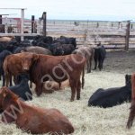 Тёлки мясных парод