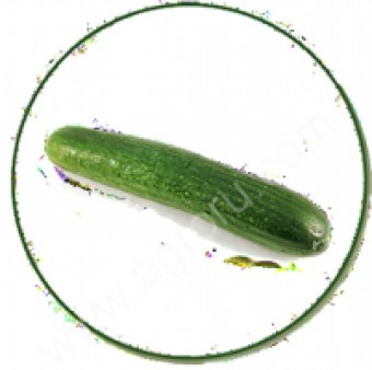 Огурцы свежие Демарраж, Яни, Атлет, Церес, Геракл
