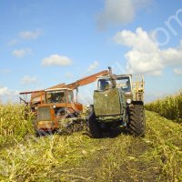 Силос кукурузный, сенаж