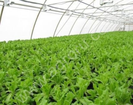 Пленка тепличная, широкая 12м