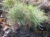 сеянцы и саженцы плодовых, декоративных, хвойных (ель, сосна) культур.
