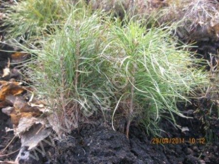 сеянцы и саженцы плодовых, декоративных, хвойных (ель, сосна) культур.