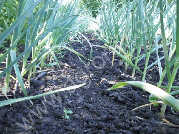 Часник озимий сорту Любаша