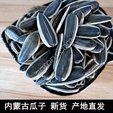 Семечка полосатая Китайская