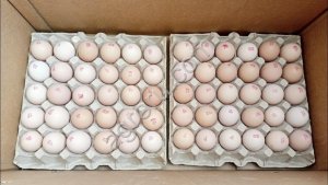 Инкубационное яйцо