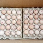 Инкубационное яйцо