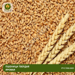 Семена пшеницы Рустикано (CЭ)