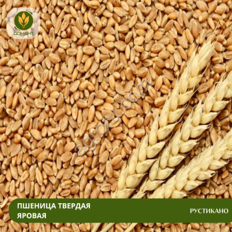 Семена пшеницы Рустикано (CЭ)