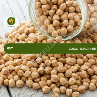 Семена нута Сокол (средний)