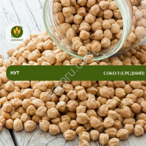 Семена нута Сокол (средний)