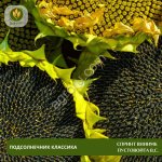 Семена подсолнечника Спринт ВНИИМК Пустовойта В.С.