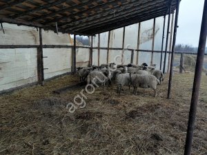 Ягнята Романовской породы