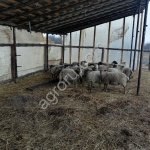 Ягнята Романовской породы