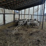 Ягнята Романовской породы