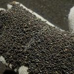 Горчица черная