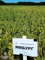 Семена гороха посевного сорт Ямбург