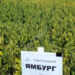 Семена гороха посевного сорт Ямбург