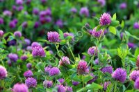 Клевер луговой Томский местный (элита, РС1)