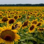 Семена подсолнечника Монарх