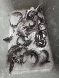 Бестер живой для зарыбления