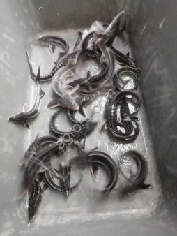 Бестер живой для зарыбления