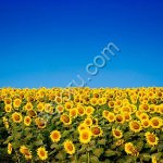 Гибрид подсолнечника Арис ИМИ под Клеарфилд