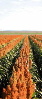 ЯНКИ ЗЕРНОВОЕ СОРГО