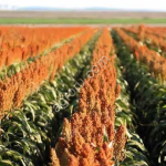 ЯНКИ ЗЕРНОВОЕ СОРГО