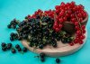 Выращивание смородины из семян: секреты успешного ухода и высокой урожайности