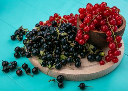 Выращивание смородины из семян: секреты успешного ухода и высокой урожайности
