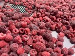 Quick frozen raspberry whole