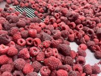 Quick frozen raspberry whole