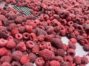 Quick frozen raspberry whole
