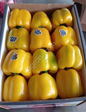 Перец светафор