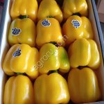 Перец светафор