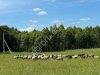 Комплексное зоотехническое и ветеринарное сопровождение ферм