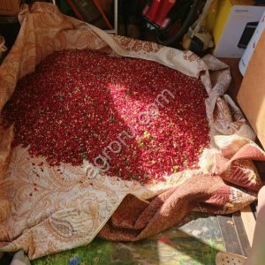 Брусника