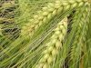 Семена озимых культур-пшеница, ячмень, тритикале,рожь,вика,2026