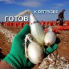 Лук на зелень Новый