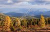 Агарикус Лиственничная губка гриб агарик
