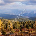 семена ель сибирская