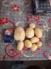 Картофель коломбо/гала/ред леди оптом