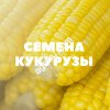 Семена гибридов кукурузы нцз Лукьяненко