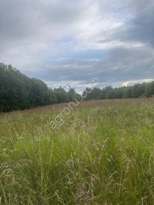 Земельный участок с/х назначения 26 га., в Ярославской области