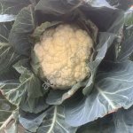 Цветная капуста Новария