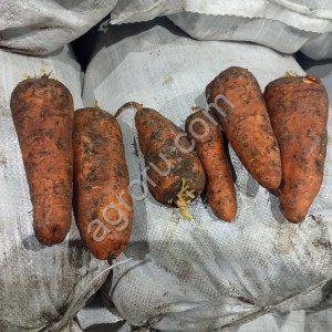 Морковь