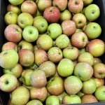 Яблоки Бребёрн