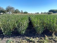 Саженцы кизильника