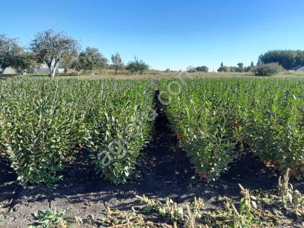 Саженцы кизильника